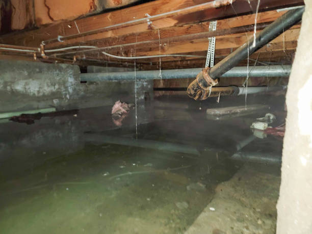 Best Flooded house restoration  in Ellisville, MO